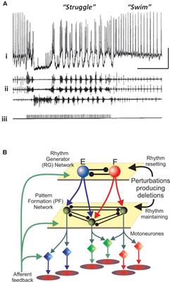 Does Epileptiform Activity Represent a Failure of Neuromodulation to Control Central Pattern Generator-Like Neocortical Behavior?